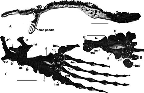 TMP 2002.400.0001, Prognathodon overtoni , hind paddles. A , a whole ...