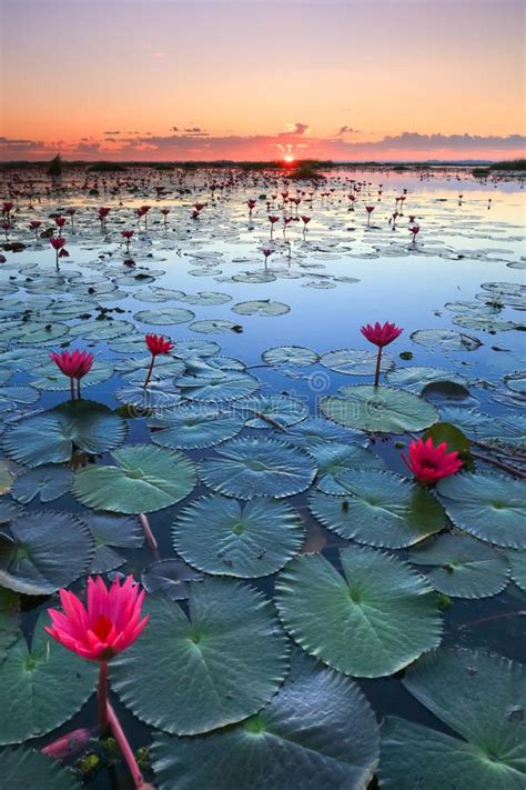 Photo about The sea of red lotus, Lake Nong Harn, Udon Thani province ...