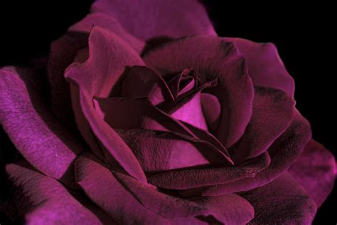 The Magenta Rose Flower Photograph by Jennie Marie Schell | Fine Art ...