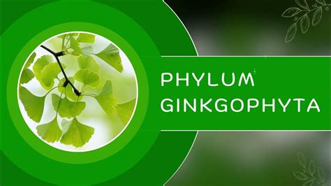 Phylum Cycadophyta และ Phylum Ginkgophyta - YouTube