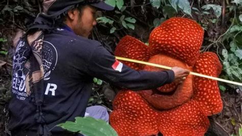 Bungai Rafflesia: 42 spesies terancam punah, ilmuwan desak tindakan ...