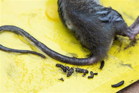 Rat Droppings: Identifying, Dealing With, And Preventing Rats