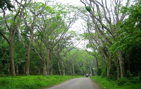 Mới Nhất 1036 Những Khu Rừng Nổi Tiếng Của Việt Nam - Madagui Forest ...