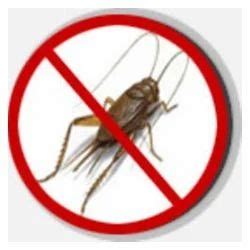 Cricket Pest Control Service at Rs 0.8/square feet | termite control ...