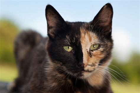 Tortoiseshell Versus Calico Cats: What’s the Difference Between Them ...