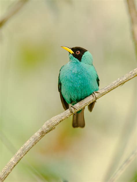 Turquoise Bird in the Costa Rica Rainforest - Entouriste