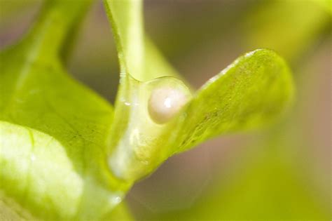 Smooth Newt Eggs | Smooth Newt egg from the new ponds at Bou… | Gareth ...