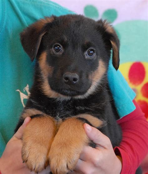 3 adorable Australian Shepherd mix puppies debuting for adoption today.