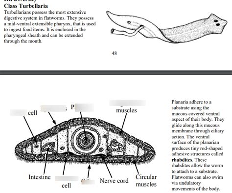 Class Turbellaria Anatomy Diagram Diagram | Quizlet