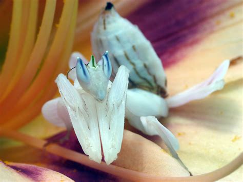 Orchid Praying Mantis Pet | Orchid Flowers