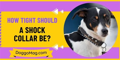 How Tight Should A Shock Collar Be? Collar Fitting Guide - DoggoMag