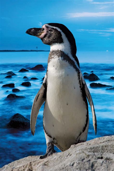 Magellanic penguin | Size, Adaptations, & Facts | Magellanic penguin ...