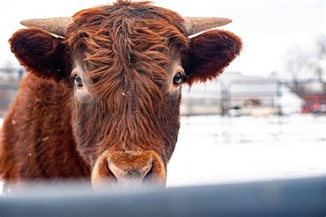 Documenting Farm Animals. Highland Cattle Portraits. Monroe Michigan ...