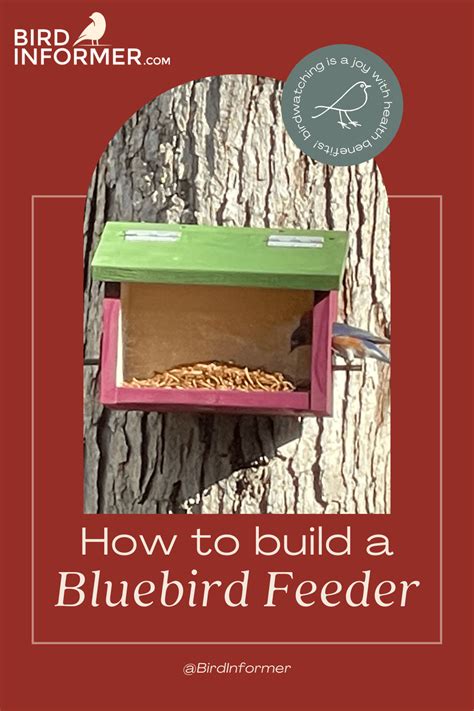 How To Build A Bluebird Feeder (Free Plans & Instructions) - Bird Informer