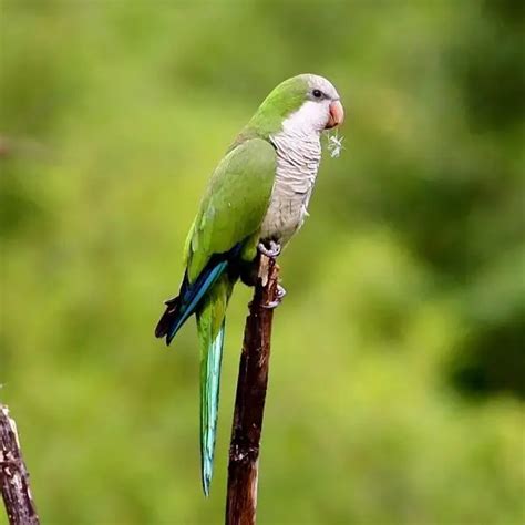 Monk Parakeet - Facts, Diet, Habitat & Pictures on Animalia.bio