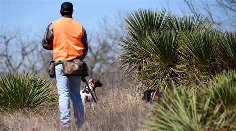 SOUTH TEXAS HUNTING OUTFITTERS | Quail Hunting