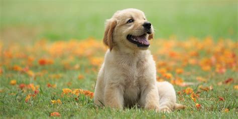 The 30 Cutest Dog Breeds - Most Adorable Dogs and Puppies