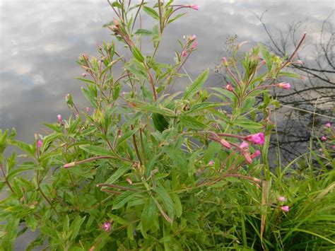 Great Willowherb from Свердловская обл., Россия, 622005 on July 13 ...