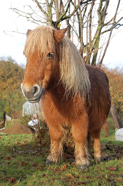 Lessons From A Shetland Pony: #Story - Finding Our Way Now