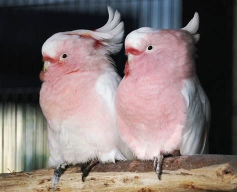 360-DEGREE LIVES: Most beautiful cockatoo finds right chemistry in ...