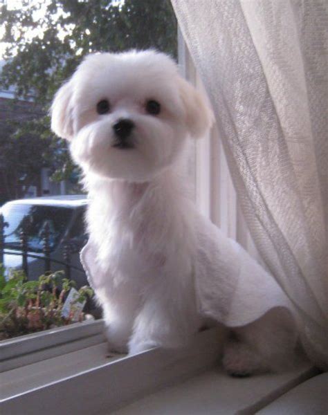 45+ Teddy Bear Maltese Puppy Cut - l2sanpiero