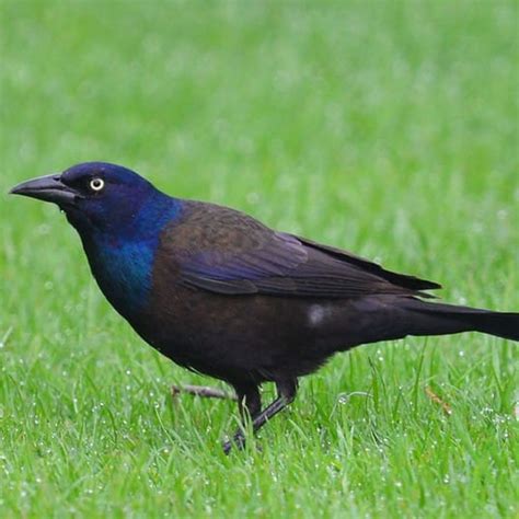 Grackle Problems? Here's How to Deter This Common Bird. - Bird-X