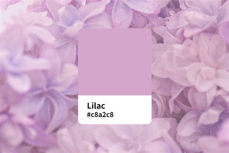 Lilac Designs