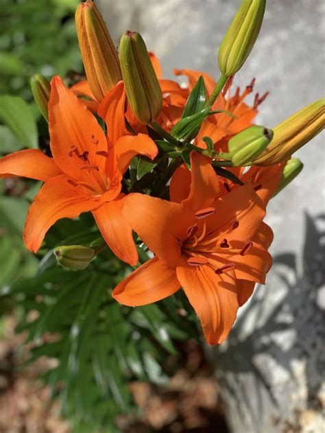 Orange asiatic lily | Asiatic lilies, Flowers, Plants