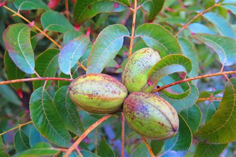 Planting Pecan Trees: A Step-by-Step Guide