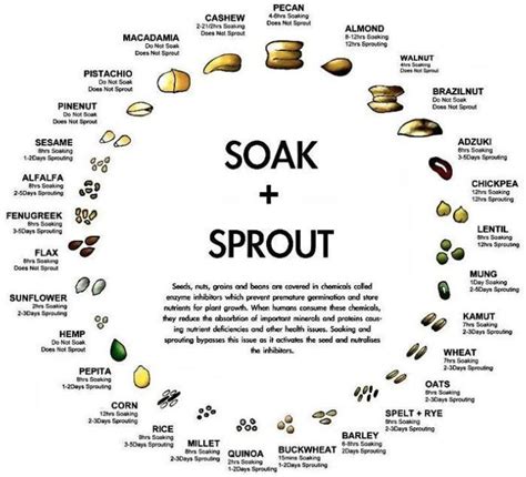 How to Grow Sprouts at Home - Grounded Nutrition in 2020 | Sprouts ...