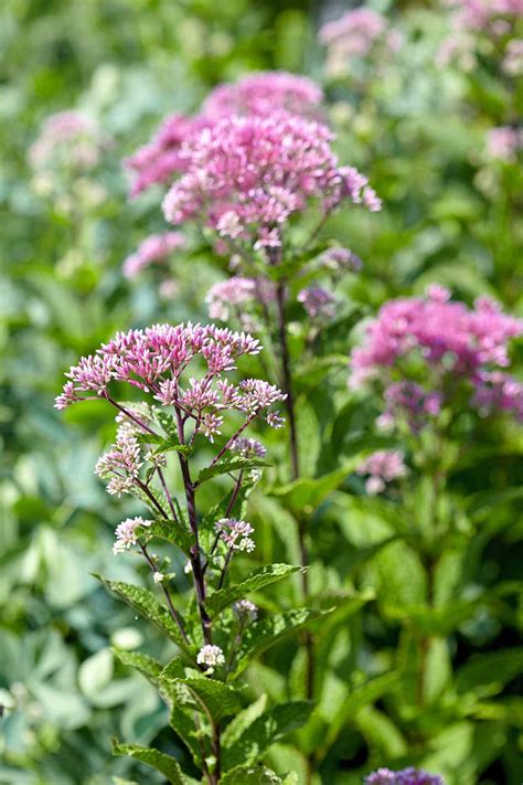 14 Wet-Soil Perennials to Bring Life to Soggy Spots in Your Yard