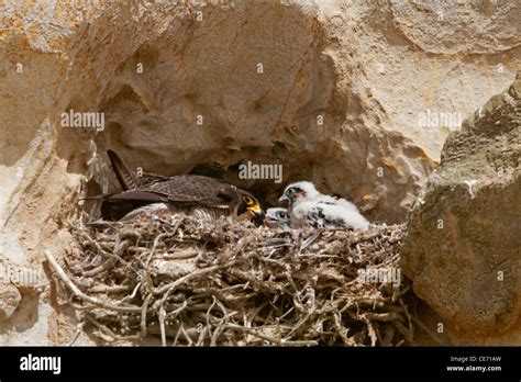 Nesting peregrine falcon Stock Photo - Alamy