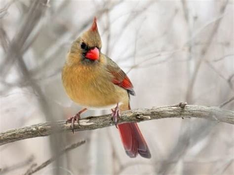 NestWatch | Northern Cardinal - NestWatch