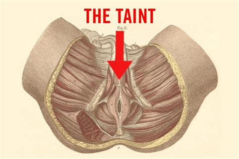 What's It Like to Get Acupuncture of the Taint? - Dollar Shave Club ...