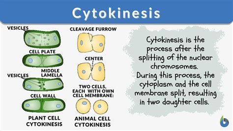 Telophase In Plant Cells