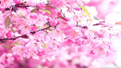 🔥 [40+] Pink Cherry Blossom Wallpapers | WallpaperSafari