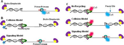 RNA primer–primase complexes serve as the signal for polymerase ...