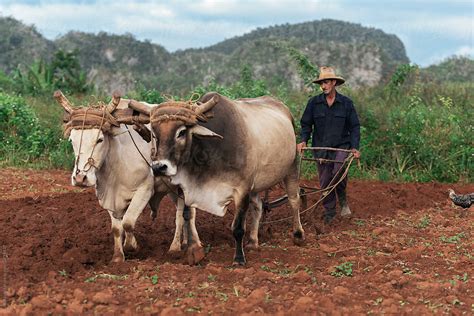 "Farmer And Oxen Plow Tobacco Field." by Stocksy Contributor "Santi ...