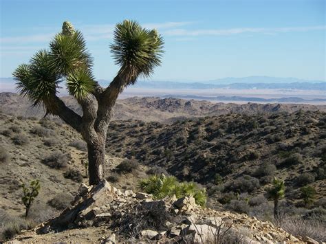 New photos: Joshua trees in the Southern California desert are in 'once ...