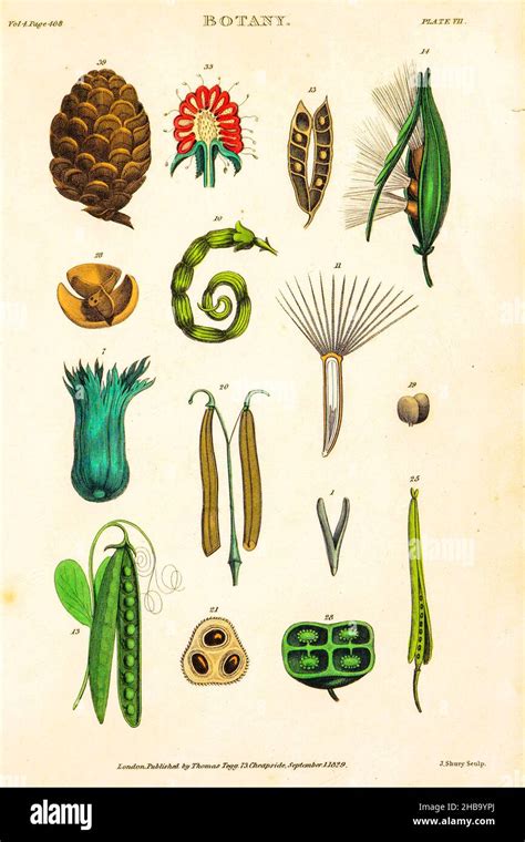 Botanical illustrations depicting the Linnean classification system ...