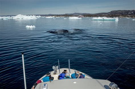 whale watching greenland - Living + Nomads – Travel tips, Guides, News ...