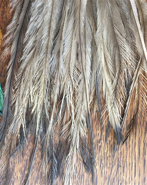 Extra Long Natural Emu Feathers X 300 Emu Tail - Etsy