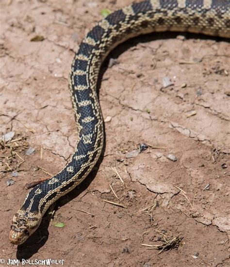 Gopher Snake in Utah | Wildlife photography, Snake, Travel photography