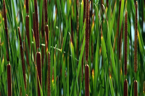 Cattails Free Stock Photo - Public Domain Pictures