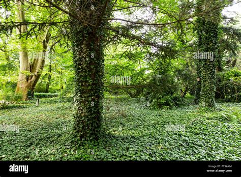 Europe, Poland, Greater Poland, Kórnik Arboretum Stock Photo - Alamy