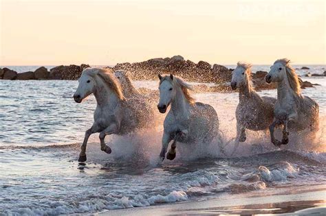 Wild White Horses In The Surf Of The Camargue Beaches - News - NaturesLens