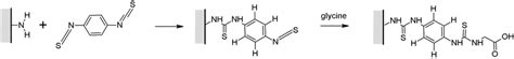 9: The isothiocyanate groups of the linker reacts rst with an amine ...