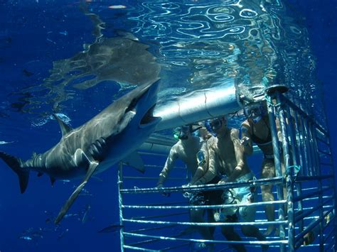 Shark Cage Diving in Oahu | Hawaii Shark Encounters