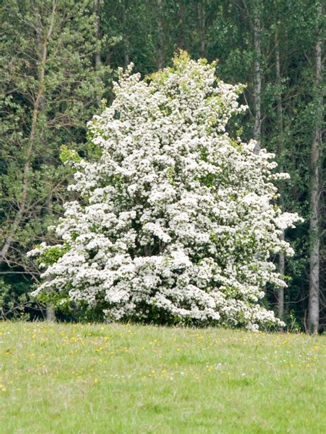 Downy Hawthorn Leaf