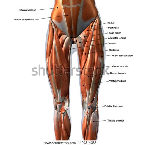 1,109 Anterior Hip Muscles Images, Stock Photos, 3D objects, & Vectors ...